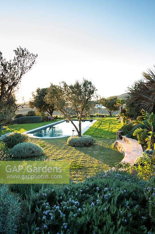 View over evergreen shrubs, Salvia Rosmarinus - Rosemary, Elaeagnus and Teucrium, to swimming pool set in grass