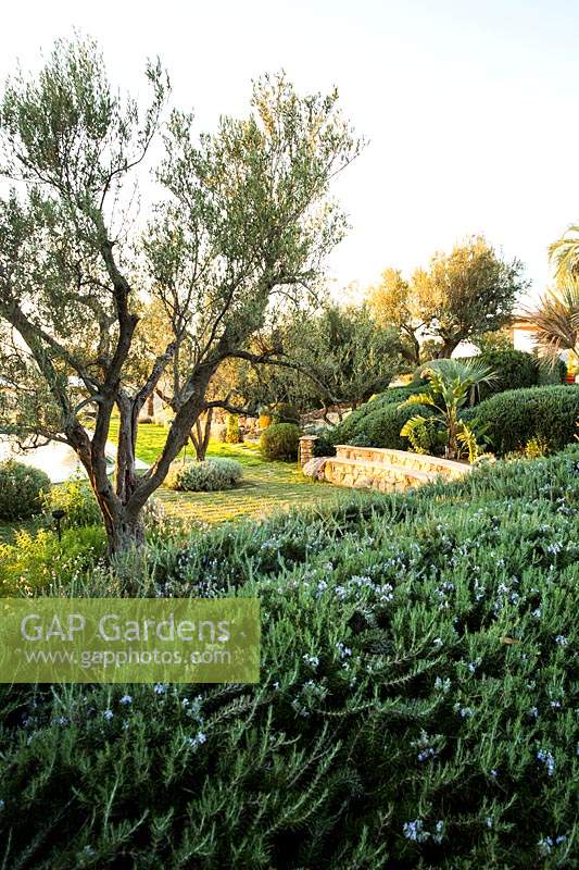 View over clipped Salvia Rosmarinus - Rosemary - to Olea europaea - Olive - tree and beyond to clipped evergreen shrubs such as Elaeagnus and Teucrium