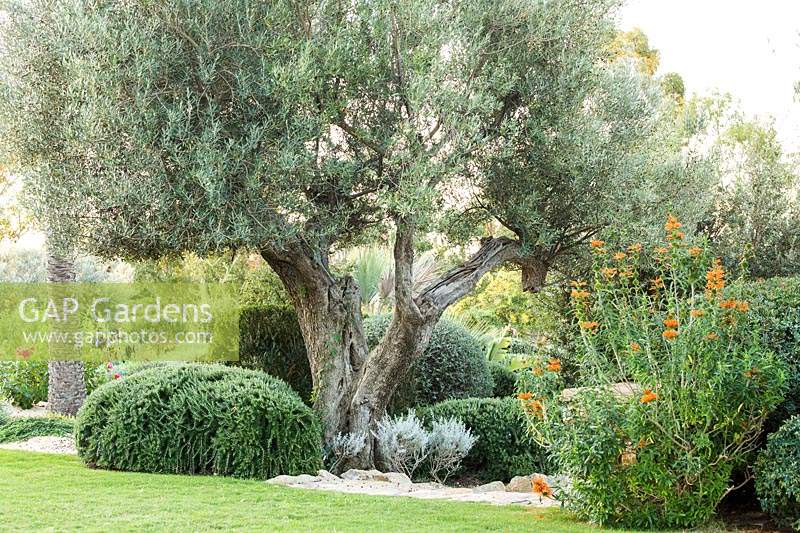 Specimen Olea europaea - Olive - tree in a border with clipped Salvia Rosmarinus - Rosemary and flowering Leonotis leonurus 