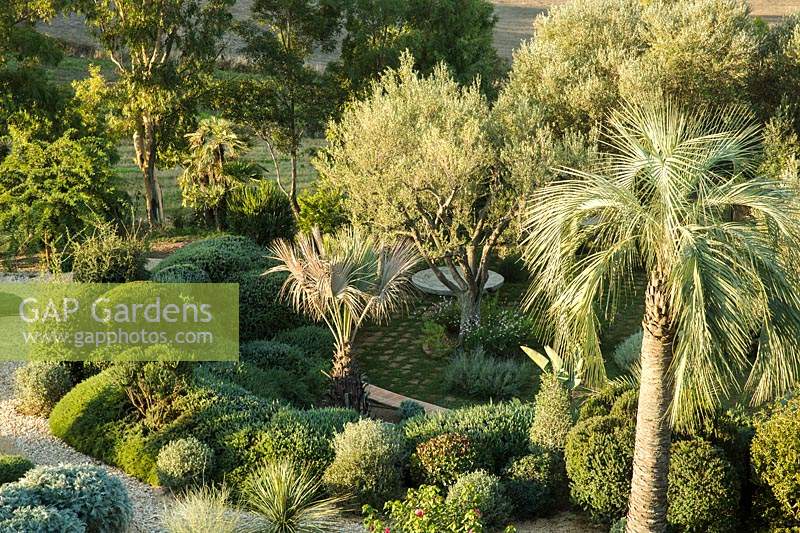 Overlooking garden of Jubaea chilensis - Chilean Wine Palm, Chamaerops humilis - Dwarf Fan Palm and Olea europaea - Olive - trees, underplanted with low clipped evergreen shrubs and perennials