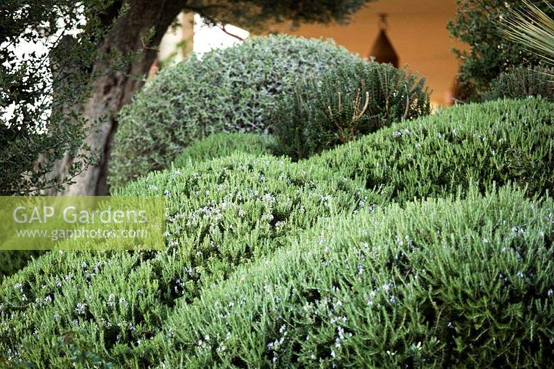 Evergreen shrubs pruned in rounded forms alternate in the garden with rosmarinus, elaeagnus, teucrium, atriplex,