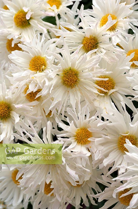 Chrysanthemum 'Vallee Blanche'