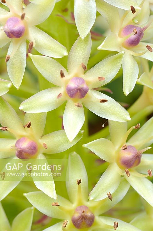 Eucomis comosa - Pineapple lily - August