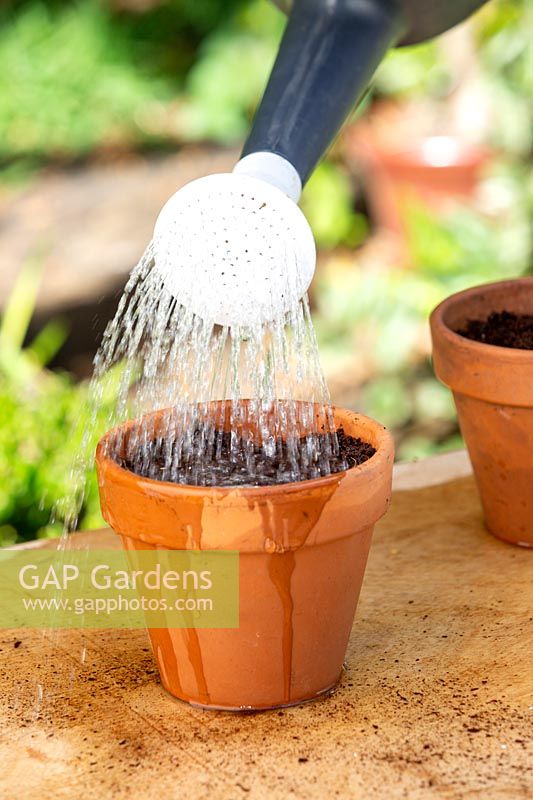 Watering in chilli seeds planted in a small terracotta pot using a plastic watering can.