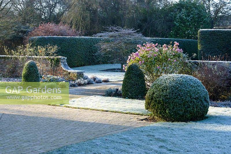 View across frosty garden, with clipped Buxus - box balls and domes with Rosa 'Bonica' and Lavandula angustifolia 'Hidcote'. 