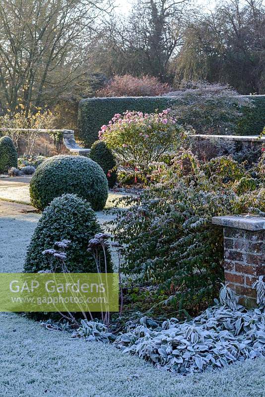 Clipped topiary in frosty garden. 