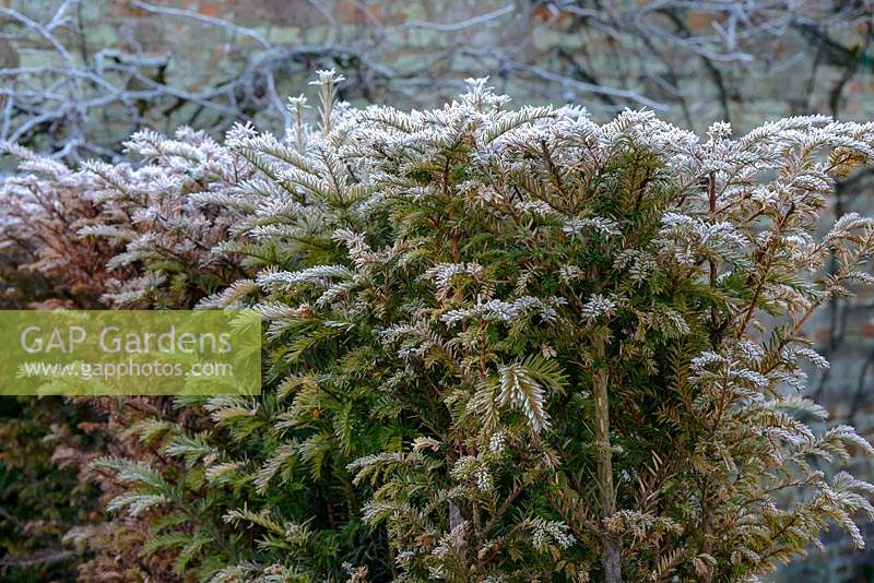 Taxus baccata - Yew with early morning frost. 