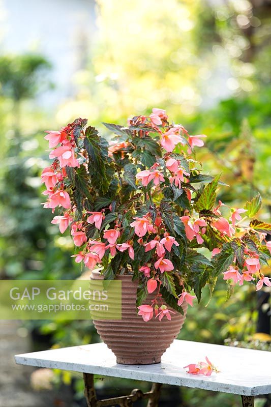 Begonia 'Unstoppable Upright Salmon' 