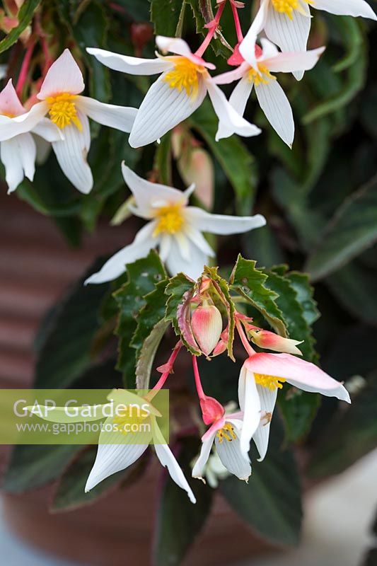 Begonia 'summerwings white elegance'. 