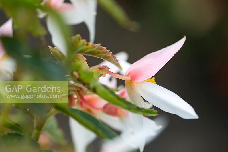 Begonia 'Summerwings White Elegance'