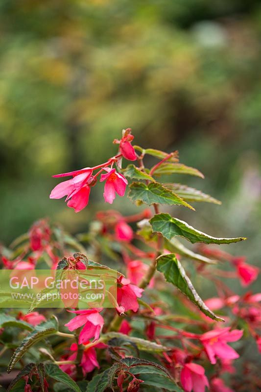 Begonia 'summerwings pink'