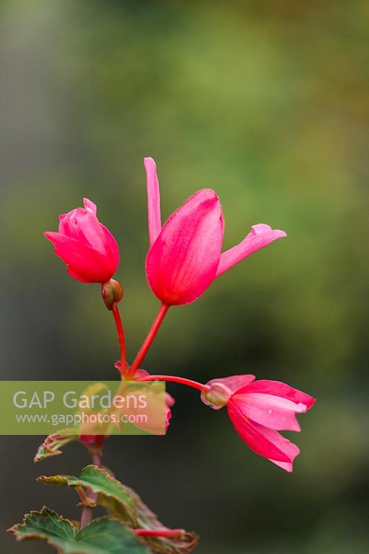 Begonia 'Summerwings Pink'