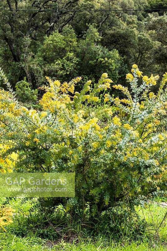 Acacia baileyana var. aurea - Cootamundra wattle