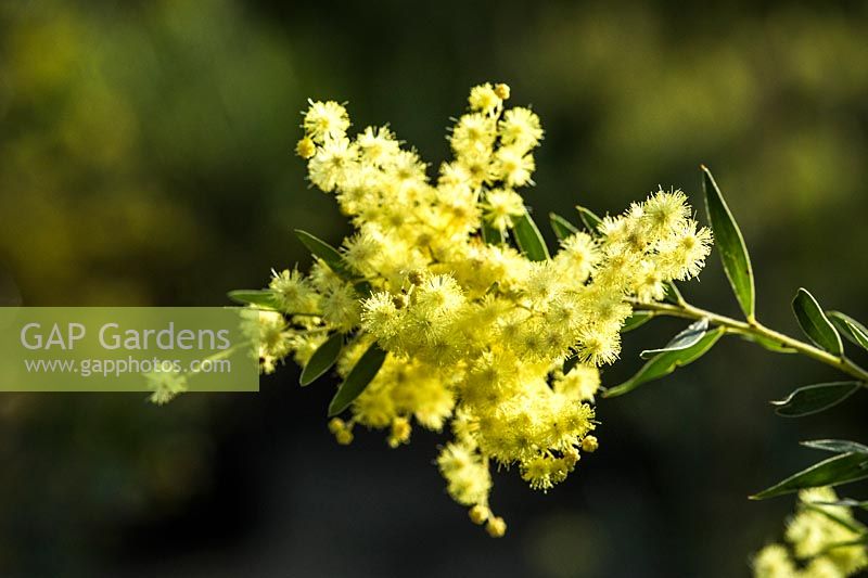 Acacia fimbriata dwarf - Fringed Wattle
