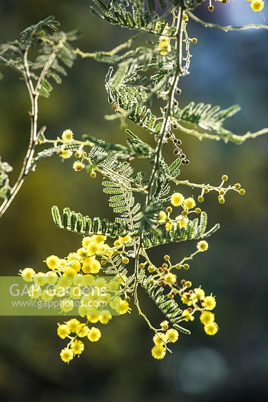 Acacia cardiophylla - Wyalong Wattle