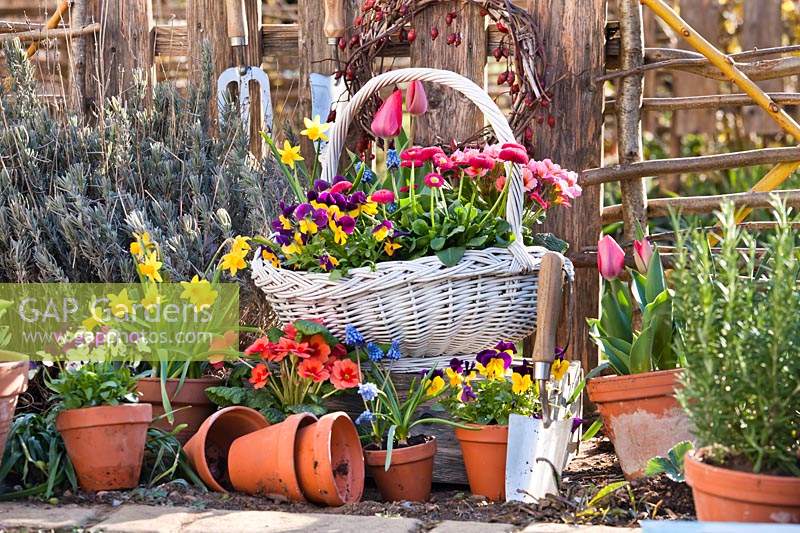 Basket with flowering potted plants: Tulipa - Tulip, Narcissus - Daffodil, Primula - Primrose, Viola, Bellis - Daisy and Muscari - Grape Hyacinth  