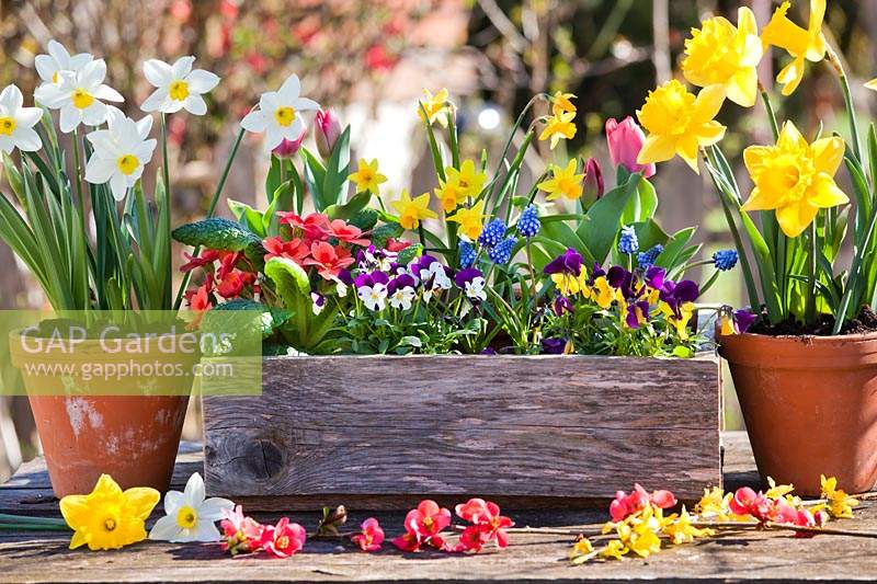 Narcissus - Daffodil - in clay pots and mixed flowers: Tulipa - Tulip, Narcissus - Daffodil, Primula, Viola and Muscari - Grape Hyacinth planted in wooden box