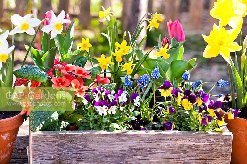 Narcissus - Daffodil - in clay pots and mixed flowers: Tulipa - Tulip, Narcissus - Daffodil, Primula, Viola and Muscari - Grape Hyacinth - planted in wooden box