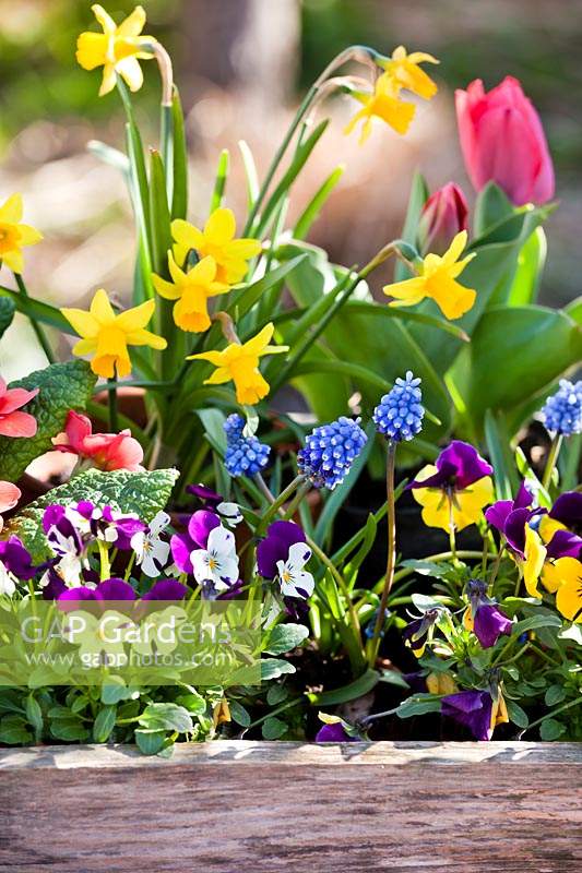 Mixed flowers: Tulipa - Tulip, Narcissus - Daffodil, Viola and Muscari - Grape Hyacinth - planted in wooden box