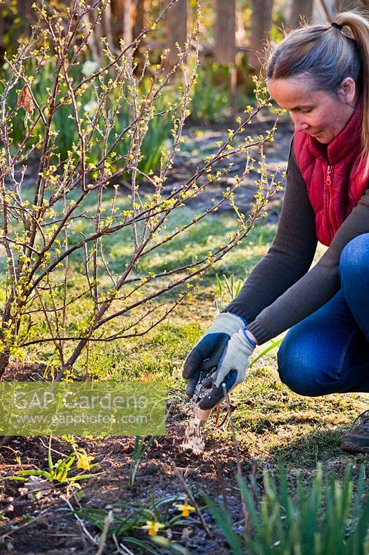 Woman applying fertiliser to ground near a Ribes uva-crispa - Gooseberry Bush 