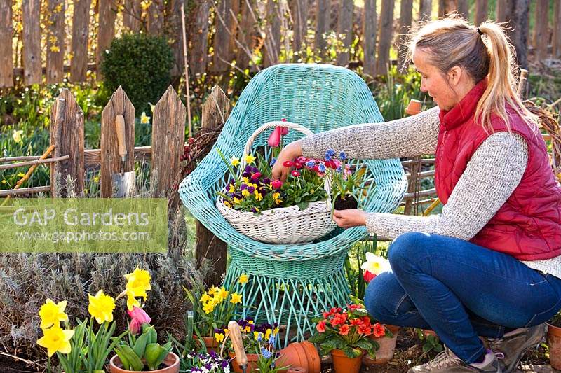 Woman planting flowering bedding in wicker basket on a chair 