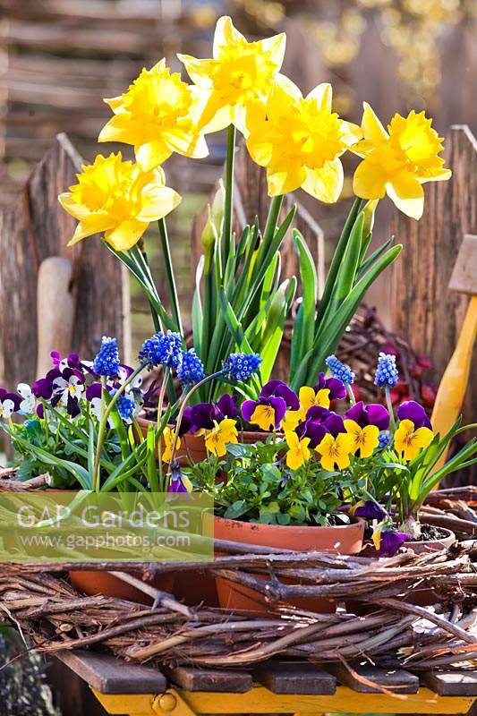 Potted bedding in flower: Narcissus - Daffodil, Muscari - Grape Hyacinth - and Viola, arranged in woven wreath on chair