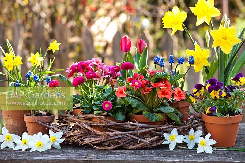 Pots of bedding in flower: Narcissus - Daffodil, Muscari - Grape Hyacinth - and Viola, by a woven wreath holding pots of Bellis - Daisy, Tulipa - Tulip - and Primula
