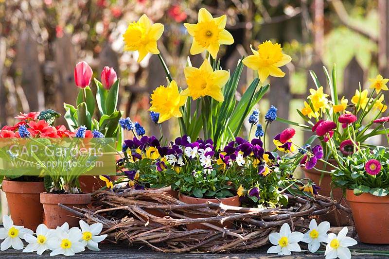 Pots of bedding in flower in a woven wreath: Narcissus - Daffodil and Viola, with pots of Bellis - Daisy, Tulipa - Tulip, Primula and Muscari - Grape Hyacinth - nearby 