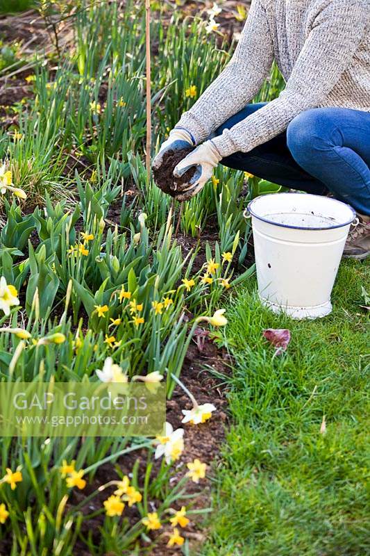 Women adding compost to Narcissus - Daffodil - bed