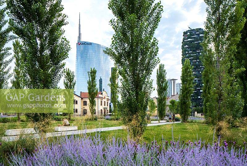 View over Perovskia atriplicifolia to public space with young trees, city buildings in background