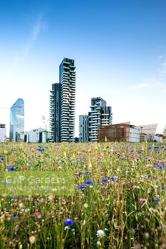 View over meadow in public park, cityscape beyond 