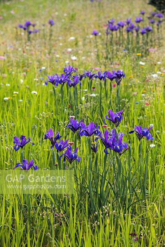 Iris in meadow