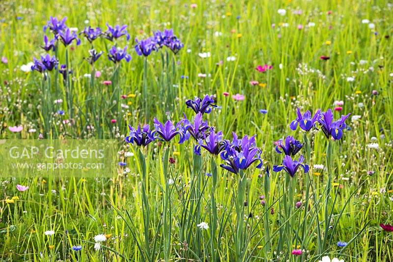 Iris in meadown