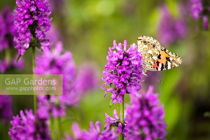 Butterfly on Stachys monnieri 'Hummelo'