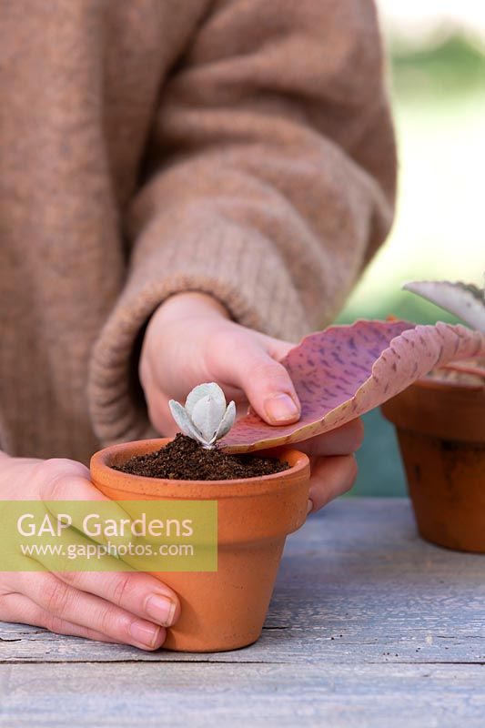 Close up of a young woman planting Donkey Ears succulent plantlet growing on a leaf tip into a small terracotta pot.