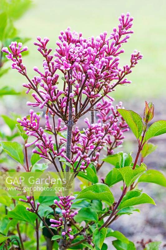 Syringa meyeri 'Flowerfesta Pink' - Lilac 'Flowerfesta Pink'