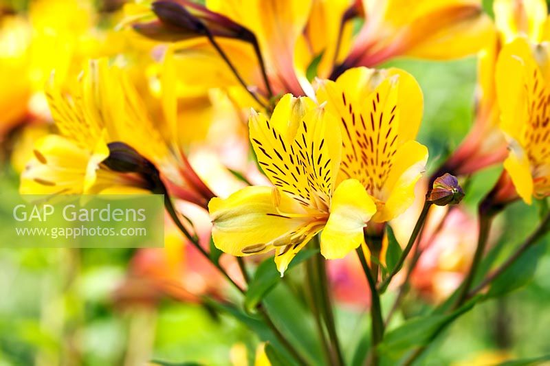 Alstroemeria 'Garden Jewel Yellow' - Peruvian Lily 'Garden Jewel Yellow'