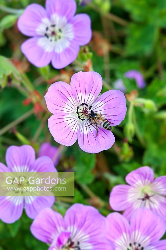 Bumblebee on Geranium 'Bloomtime' 