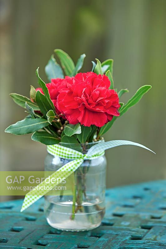Red Camellia flower in vase.