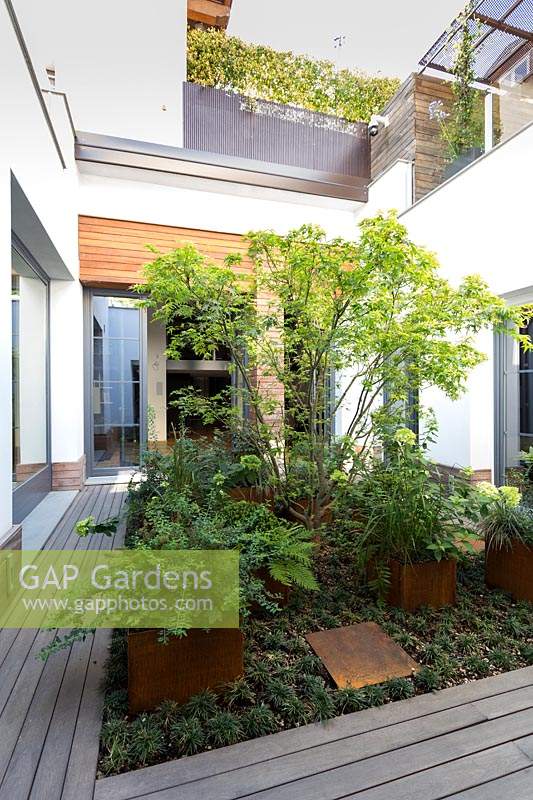 Modern courtyard garden, with raised aluminium planters and central Acer.