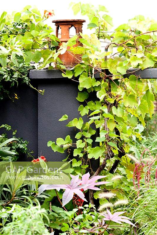 Border wall created to hide the adjacent building, strawberry vine trailing over wall