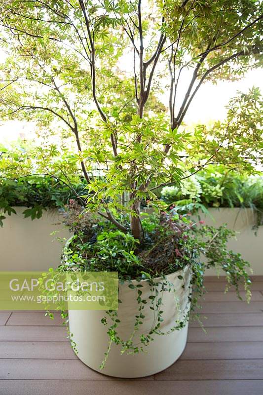 Round container with Acer palmatum 'Crispifolium' and foliage underplanting, on decking with line of planters with foliage