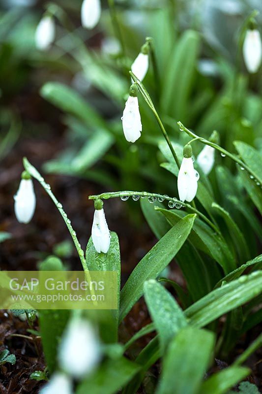 Galanthus nivalis - Snowdrop