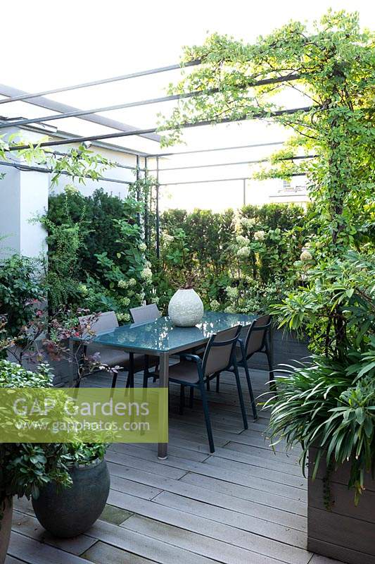 View across decking to a dining area under a metal pergola with climber. Plant screens around the perimeter with Hydrangea 'Limelight', in foreground  Pittosporum tobira 'Nanum', Loropetalum 'Black Pearl' and Agapanthus