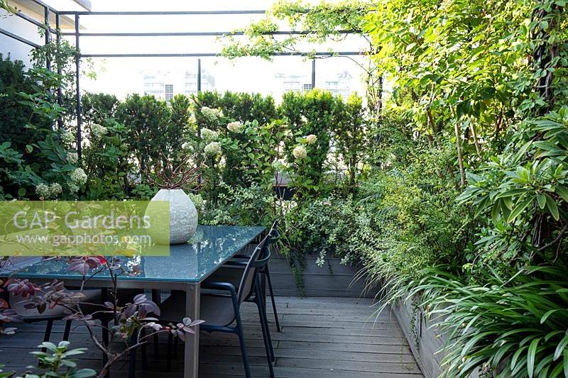 Dining area in corner of roof garden, screened by plants such as Hydrangea 'Limelight', decked surface with trough planters in same material filled with shrubs and perennials such as Edgeworthia and Agapanthus. In foreground on left purple shrub Loropetalum 'Black Pearl'.
