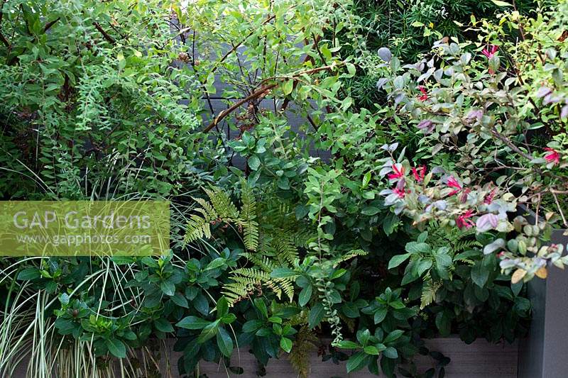 Planter with mixed planting of shrubs and perennials: Carex 'Evergold', Dryopteris erythrosa - Fern, Gardenia 'kleim's Hardy'