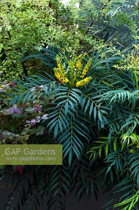Mahonia 'Narihira' in wooden planters with others shrubs 