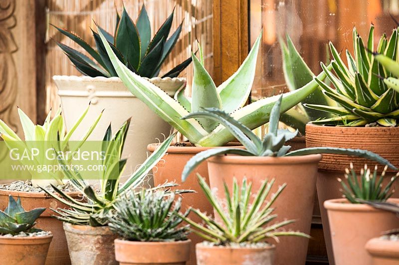 Agave in pots 
