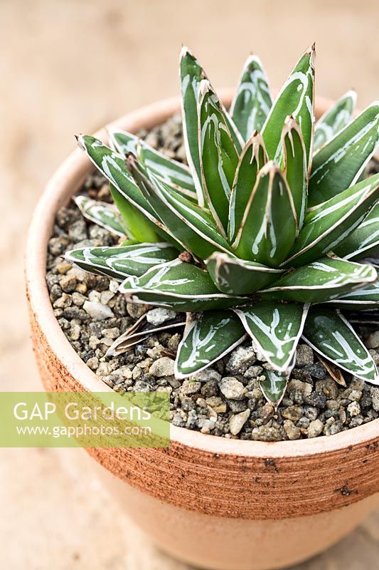 Agave victoriae-reginae 'Compacta' - Royal Agave - dressed with gravel in small pot