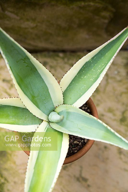 Looking down on Agave guiengola 'Creme Brulee' - Century Plant 